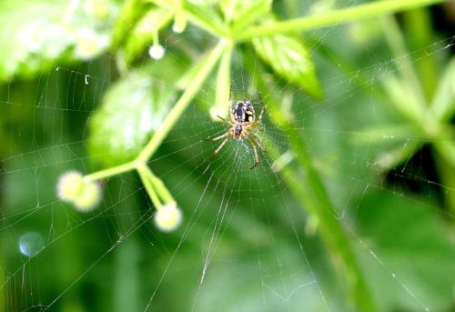 Mangora acalypha