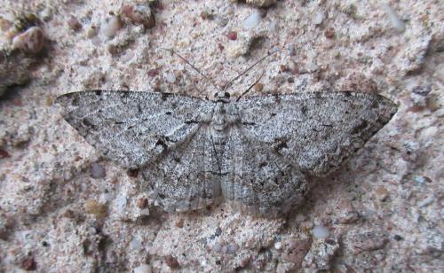 Réf. 283 900 : Hypomecis roboraria