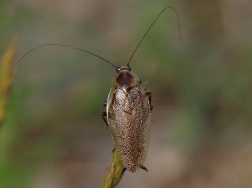 Réf. 283 423 : Ectobius sp.
