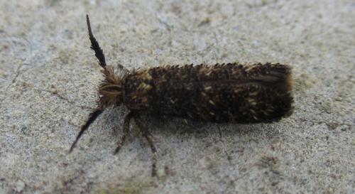 Ochsenheimeria taurella