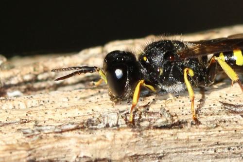 Ectemnius cavifrons