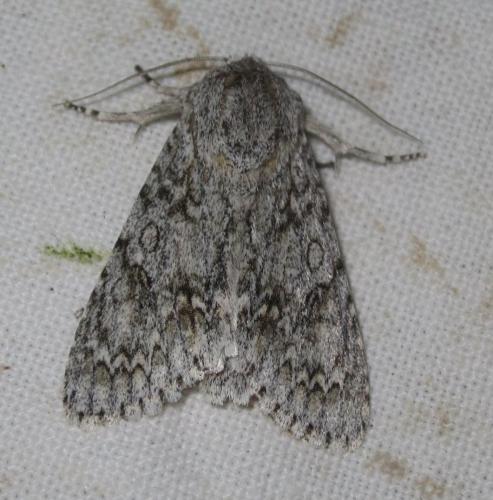 Réf. 283 342 : Acronicta aceris