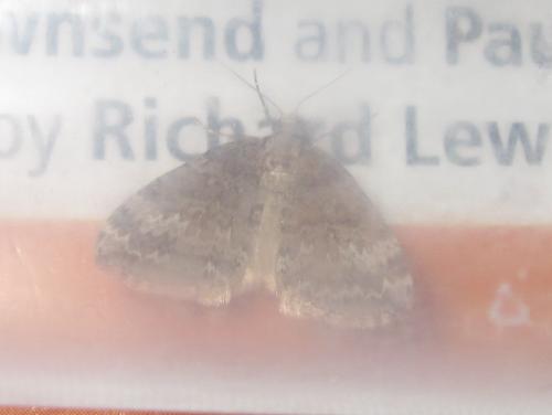 Réf. 283 007 : Perizoma hydrata