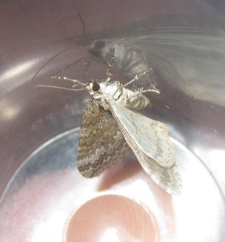 Réf. 283 008 : Perizoma hydrata