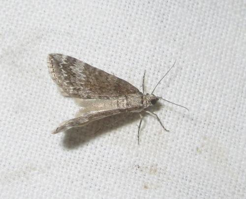 Réf. 283 009 : Perizoma hydrata