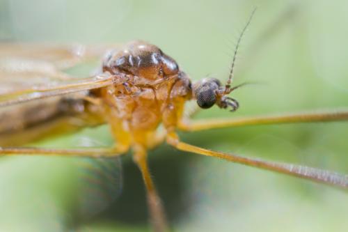 Pilaria discicollis