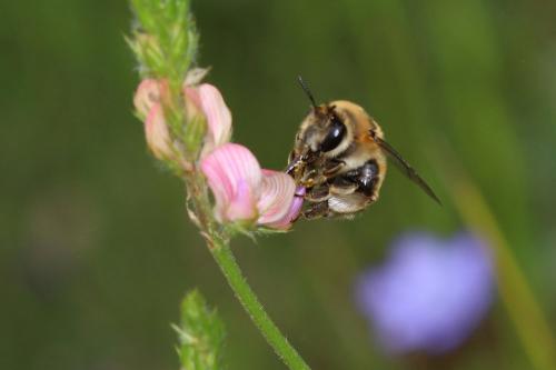 Anthophora aestivalis