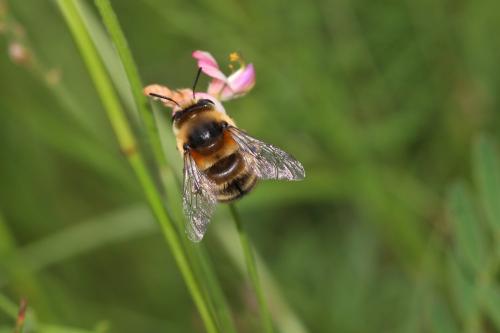 Anthophora aestivalis
