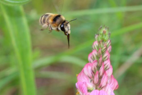 Anthophora aestivalis