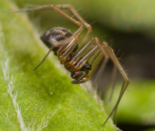 Tenuiphantes sp.