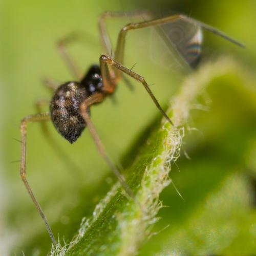 Réf. 283 242 : Tenuiphantes sp.