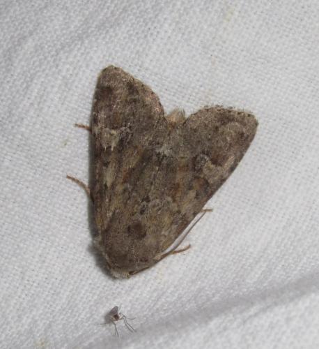 Réf. 283 861 : Apamea sordens