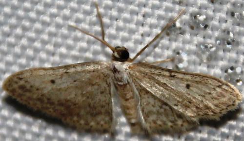 Idaea seriata