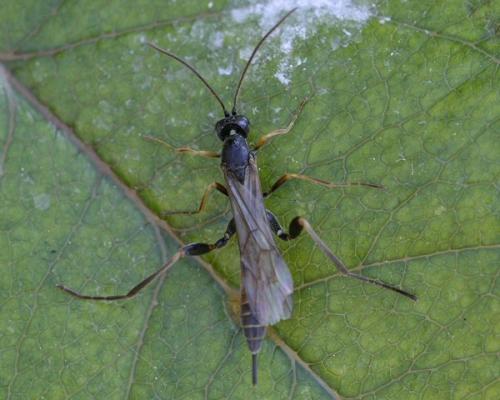 Collyria sp.