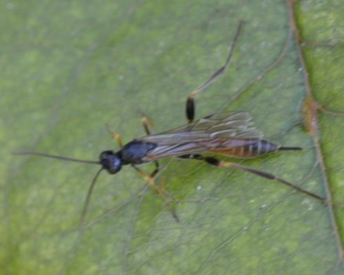 Collyria sp.