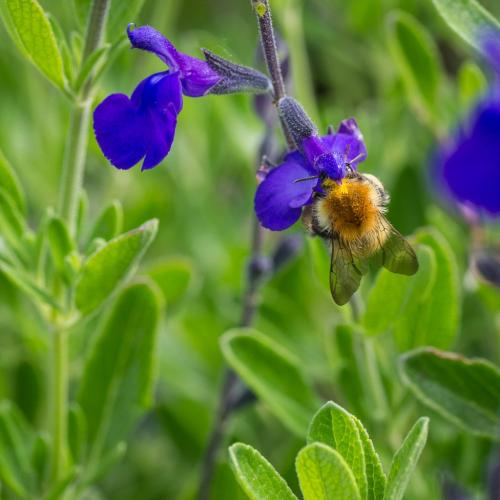 Bombus pascuorum