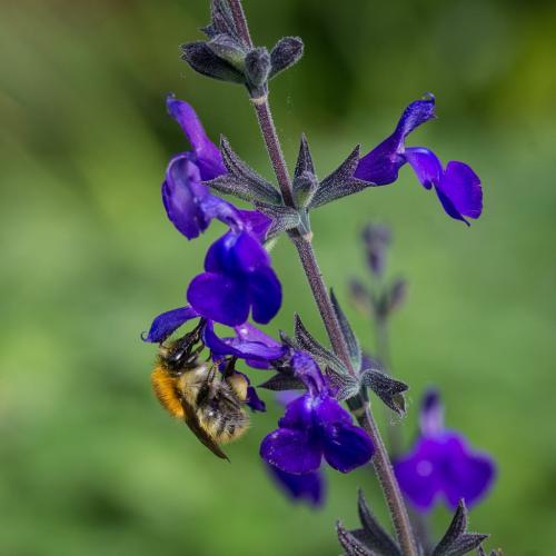 Bombus pascuorum