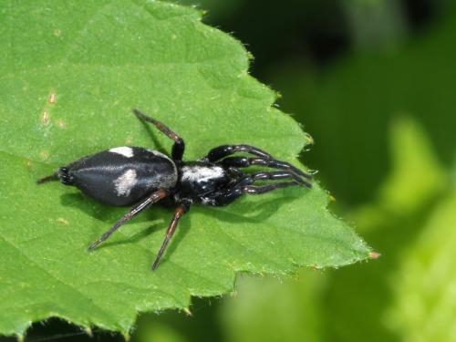 Kishidaia conspicua
