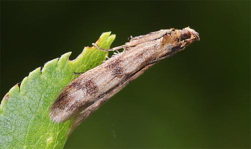 Homoeosoma sinuella