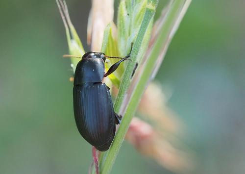 Harpalus sp.