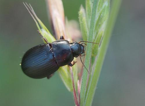 Harpalus sp.