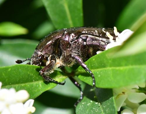Réf. 283 928 : Potosia cuprea