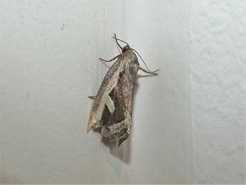 Deltote uncula