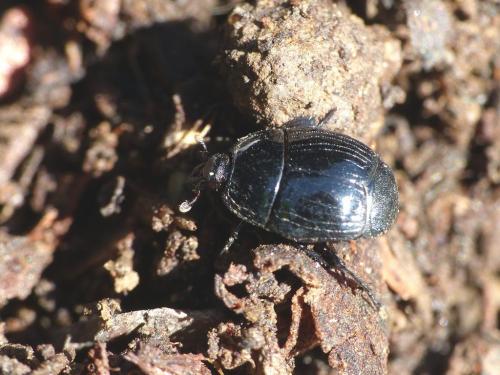 Margarinotus brunneus
