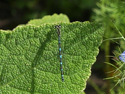 Coenagrion puella