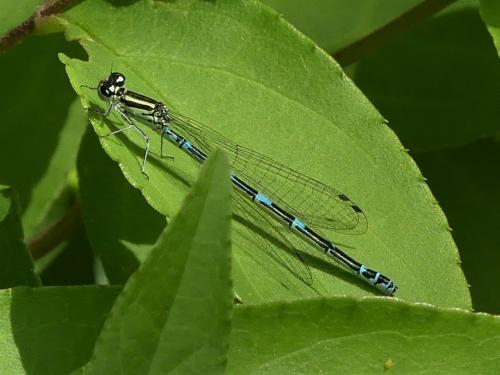 Coenagrion puella