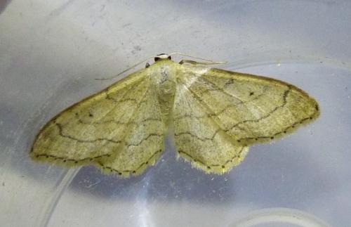 Réf. 283 926 : Idaea aversata