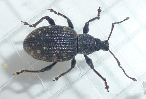 Otiorhynchus sulcatus