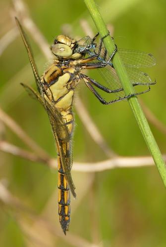Orthetrum cancellatum