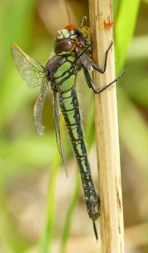 Brachytron pratense
