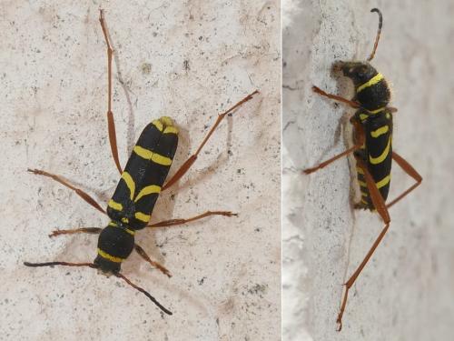 Réf. 283 188 : Clytus arietis