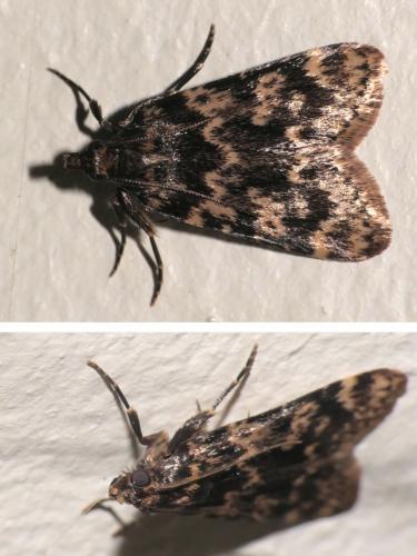 Réf. 283 731 : Aglossa caprealis