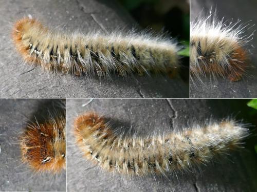 Lasiocampa quercus
