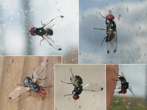 Seioptera vibrans