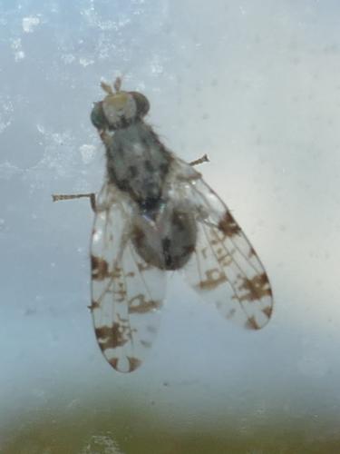 Tephritis bardanae