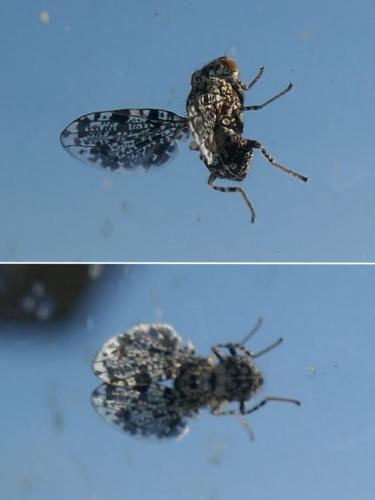 Callopistromyia annulipes