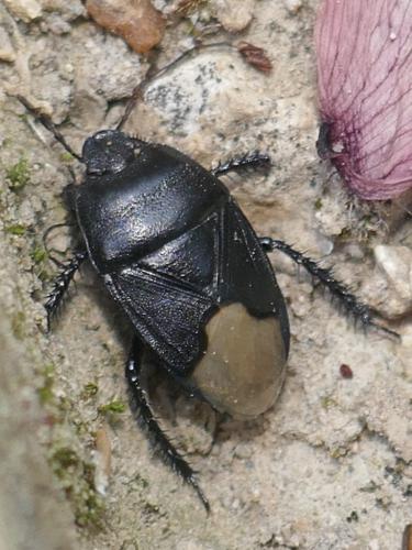 Réf. 283 866 : Cydnus aterrimus