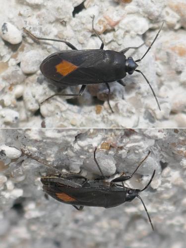 Aphanus rolandri