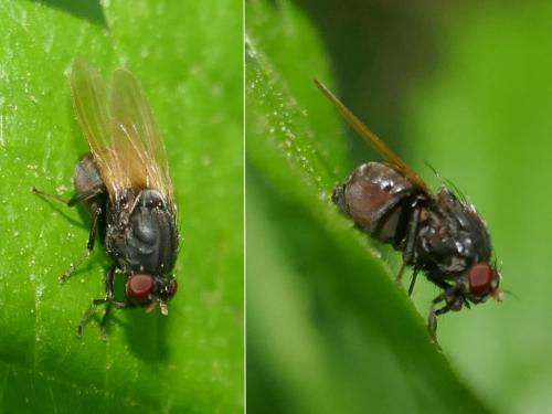 Réf. 283 929 : Minettia longipennis