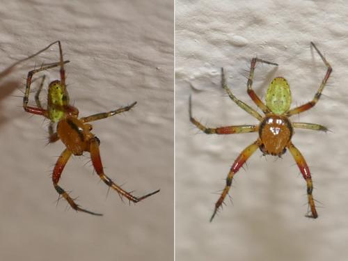 Araniella sp.