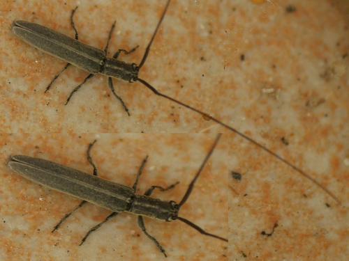 Réf. 283 754 : Calamobius filum