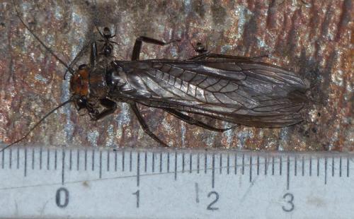 Dinocras cephalotes