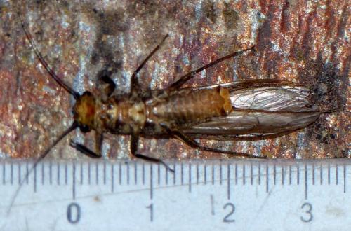 Dinocras cephalotes