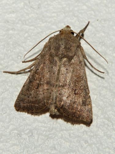 Réf. 283 985 : Hoplodrina sp.