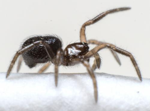 Robertus sp.