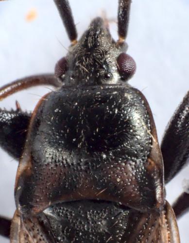 Réf. 283 328 : Eremocoris fenestratus